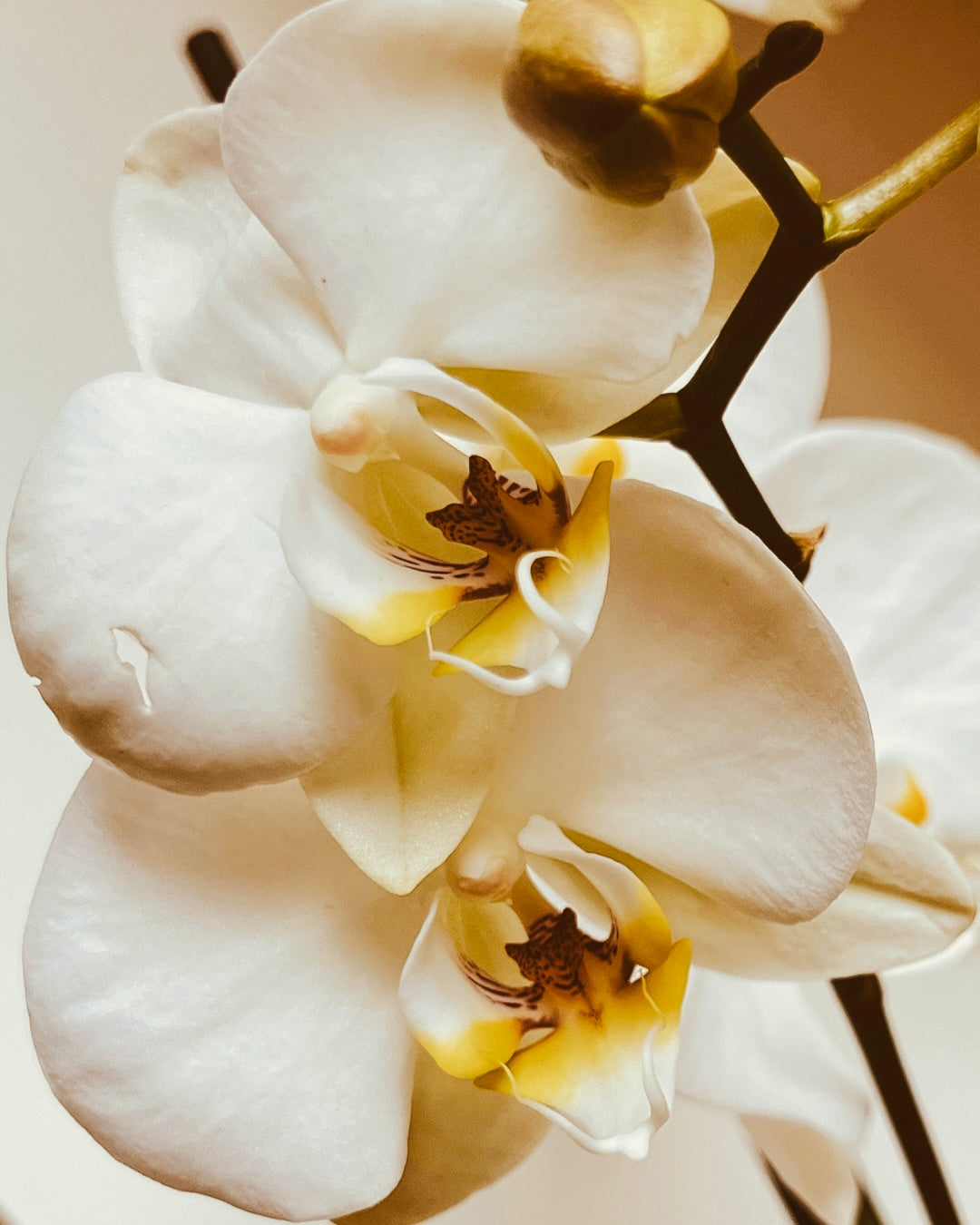 Difusor Pintado à Mão, Orquídea - 60ml