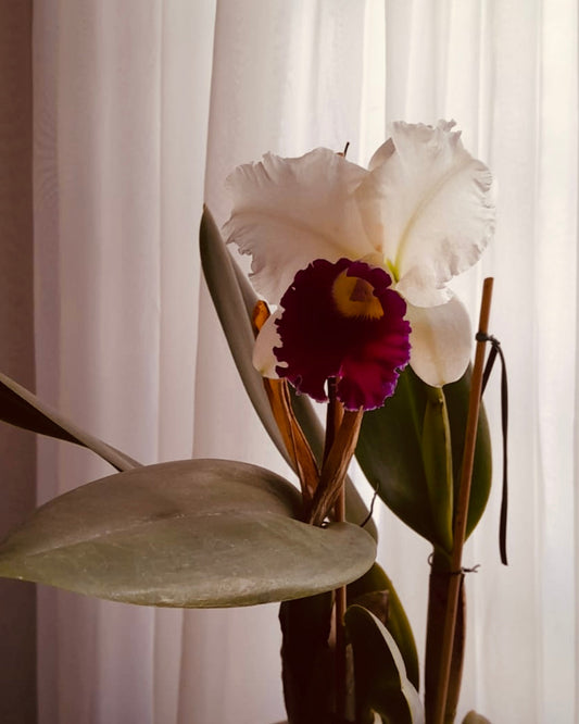 "Meu avô sempre presenteou minha avó com orquídeas — e esse gesto mudou minha forma de ver o amor"