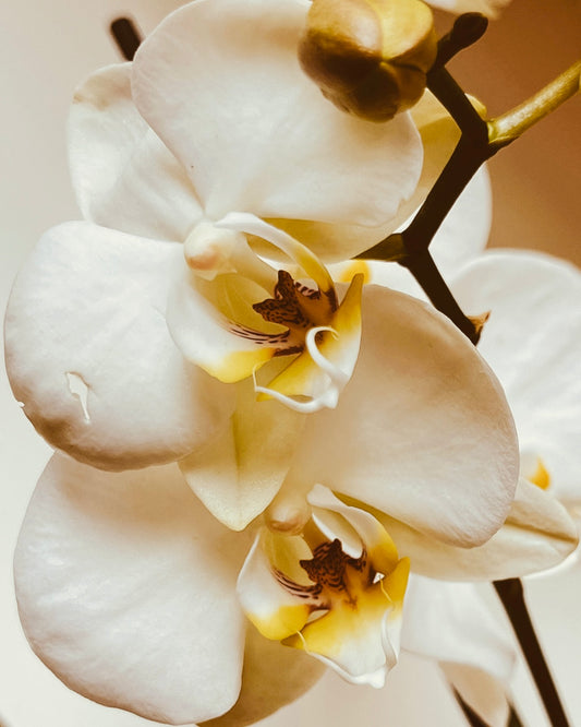 Difusor Pintado à Mão, Orquídea - 60ml